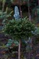 Picea orientalis Barnes IMG_6670 Świerk kaukaski